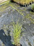 miskant-chinski-rotfuchs-miscanthus-p13-styl-ogrod-skalny-ogrod-japonski-ogrod-wiejski-ogrod-nowoczesny-ogrod-srodziemnomorski