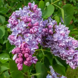 bez-lilak-pospolity-katherine-havemeyer-syringa-vulgaris-p13