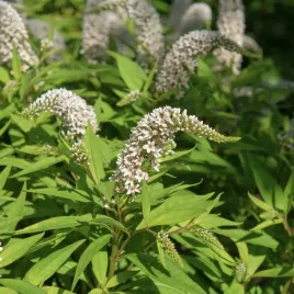 tojesc-snow-candles-lysimachia-hybrid-doniczka-2-0l