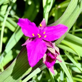 trzykrotka-wirginijska-concord-grape-tradescantia-virginiana-doniczka-2l