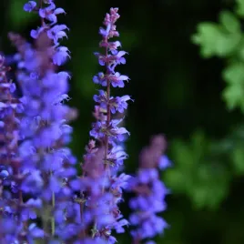 szalwia-omszona-niebieska-carina-salvia-x-hybrida-w-doniczce-1l