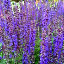 szalwia-omszona-niebieska-synchro-blue-salvia-nemorosa-w-doniczce-1l
