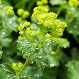 przywrotnik-miekki-ostroklapowy-alchemilla-mollis-zadarniajacy-poj-2-0l