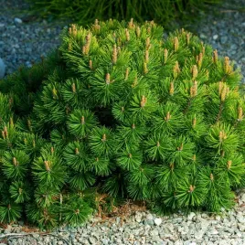 sosna-gorska-kosodrzewina-pumilio-pinus-mugo-doniczka-2-0l