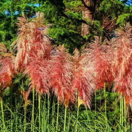 trawa-pampasowa-rozowa-rose-plume-pioropusz-duza-w-doniczce-2-0l