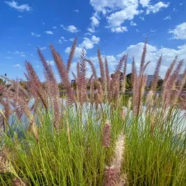 rozplenica-japonska-moudry-pennisetum-alopecuroides-doniczka-2-0l