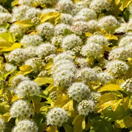 pecherznica-kalinolistna-nugget-physocarpus-opulifolius-doniczka-2-0l