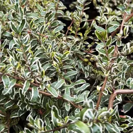 suchodrzew-mirtolistny-silver-beauty-lonicera-nitida-doniczka-2-0l
