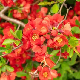 pigwowiec-posredni-clementine-pomaranczowe-kwiaty-chaenomeles-superba