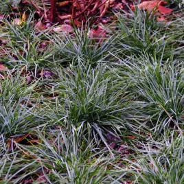 sesleria-skalna-sesleria-caerulea-trawa-ozdobna-na-skalniak-doniczka-1-0l