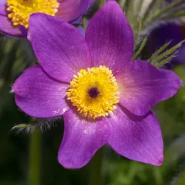 sasanka-zwyczajna-pinwheel-blue-violet-shades-pulsatilla-vulgaris-p9