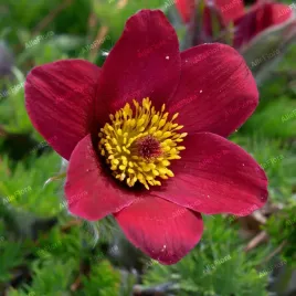 sasanka-zwyczajna-rode-klokke-rote-glocke-pulsatilla-vulgaris-poj-p9
