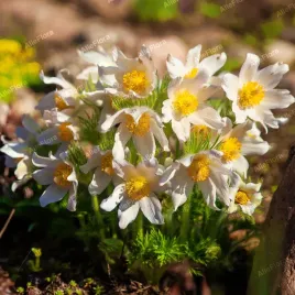 sasanka-zwyczajna-pinwheel-white-pulsatilla-vulgaris-poj-p9