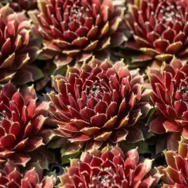 rojnik-cassiopeia-na-skalniak-duza-rozeta-sempervivum-p9