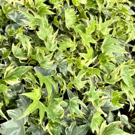 bluszcz-pospolity-white-ripple-hedera-helix-dwuletni-zimozielony-p11