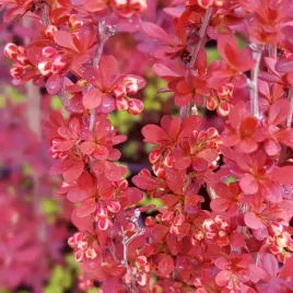 berberys-thunberga-red-pillar-berberis-thunbergii-doniczka-2-0l