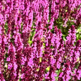 szalwia-omszona-rozowa-new-dimension-rose-salvia-nemorosa-w-doniczce