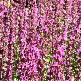 szalwia-omszona-rozowa-synchro-pink-salvia-nemorosa-w-doniczce-1l