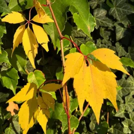 winobluszcz-pieciolistkowy-zolty-parthenocissus-quinquefolia-doniczka-2l