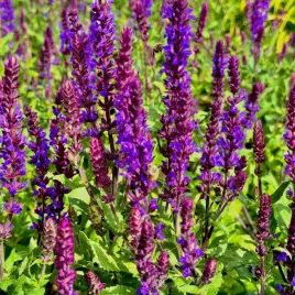 szalwia-omszona-niebieska-new-dimension-blue-salvia-nemorosa-w-doniczce