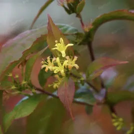 zadrzewnia-bezogonkowa-butterfly-diervilla-sessilifolia-doniczka-2-0l