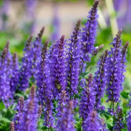 szalwia-omszona-niebieska-noble-knight-salvia-nemorosa-w-doniczce-1-0l