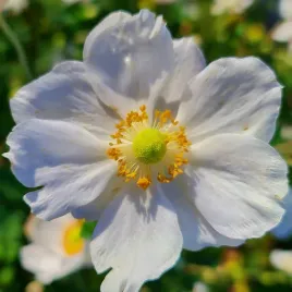 zawilec-mieszancowy-honorine-jobert-anemone-hybrida-duza-sadzonka-2-0l