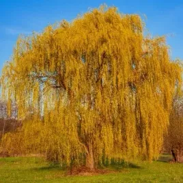 wierzba-mandzurska-poskrecane-galezie-salix-matsudana-p13