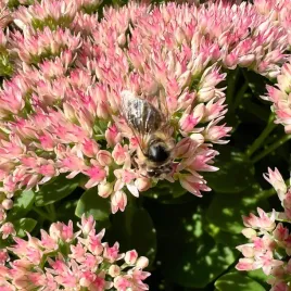 rozchodnik-karpacki-herbstfreude-sedum-telephium-p13