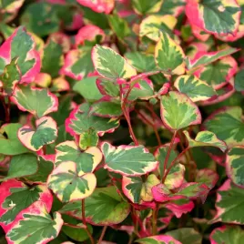 pstrolistka-sercowata-chameleon-houttuynia-cordata-doniczka-1-0l