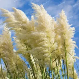 trawa-pampasowa-biala-white-plume-pioropusz-duza-sadzonka-w-doniczce-2l