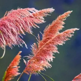 trawa-pampasowa-rozowa-rosea-pioropusz-duza-w-doniczce-2-0l-cortaderia