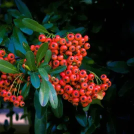 ognik-szkarlatny-red-column-pyracantha-coccinea-doniczka-2-0l