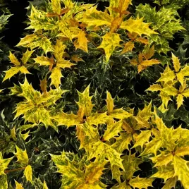 osmanthus-osmantus-osmant-heterophyllus-goshiki-roznolistny-poj-2-0l