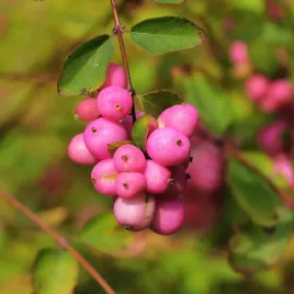 snieguliczka-rozowa-doorenbosa-magic-berry-symphoricarpos-doorenbosii