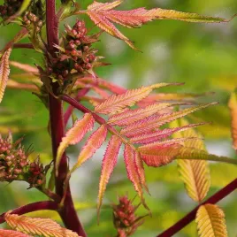 tawlina-jarzebolistna-sem-sorbaria-sorbifolia-kolorowe-liscie-poj-2-0l
