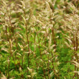parzydlo-blekolistne-miniaturka-aruncus-aethusifolius-doniczka-1-0l