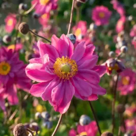 zawilec-japonski-prinz-heinrich-anemone-hupehensis-duza-sadzonka-2-0l
