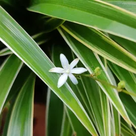 zielistka-sternberga-ocean-chlorophytum-comosum