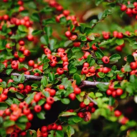 irga-plozaca-dammera-major-cotoneaster-dammeri-doniczka-1-0l