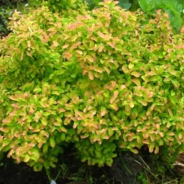 tawula-nipponska-gerlve-s-rainbow-miniaturowa-spiraea-nipponica-poj-1l
