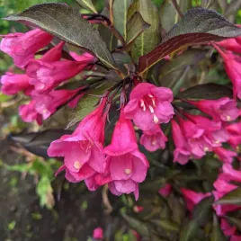 krzewuszka-cudowna-victoria-weigela-florida-doniczka-2-0l