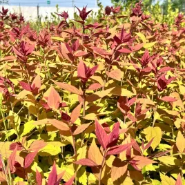 tawula-japonska-macrophylla-spiraea-japonica-doniczka-2-0l