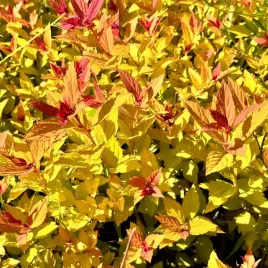 tawula-japonska-magic-carpet-spiraea-japonica-doniczka-2-0l
