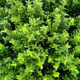 trzmielina-japonska-francien-na-obwodki-euonymus-japonicus