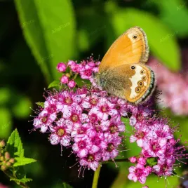 tawula-japonska-japanese-dwarf-miniaturka-spiraea-japonica-poj-1-0l
