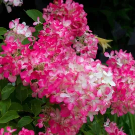 hortensja-bukietowa-diamant-rouge-hydrangea-paniculata-doniczka-2-0l