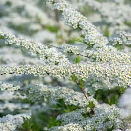 tawula-szara-grefsheim-spiraea-cinerea-doniczka-2-0l