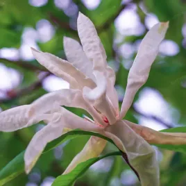 magnolia-parasolowata-magnolia-tripetala-wys-80-120cm-doniczka-2-0l