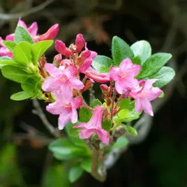 rozanecznik-hirsutum-x-micranthum-rozowy-rhododendron-doniczka-2-0l